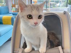 -爱妮康宠物医院·干细胞免疫细胞·肿瘤·心脏(张江店)