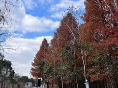 -黄海国家森林公园