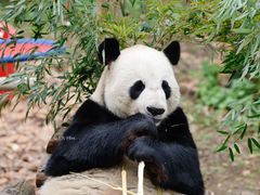 -红山森林动物园