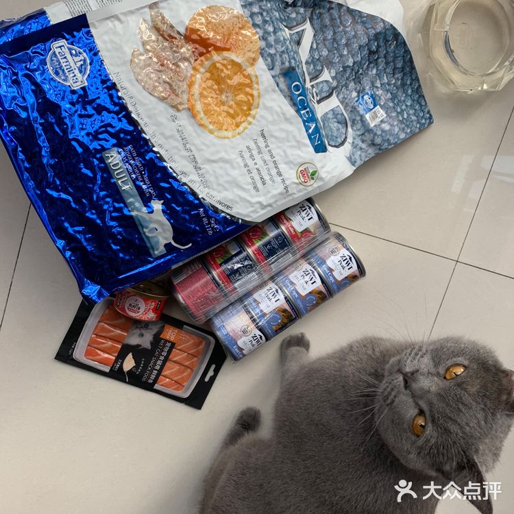 肥的流油、活波可爱的小猫咪!