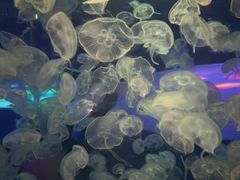 -多彩贵州城极地海洋世界