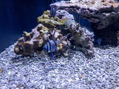 -西雅图水族馆