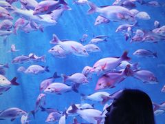 -成都浩海立方海洋公园