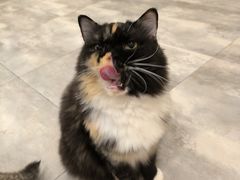 -楼上猫咖(罗湖店)