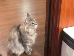 -楼上猫咖(罗湖店)