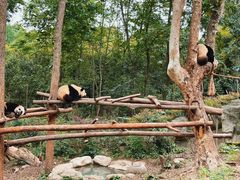 景点-成都大熊猫繁育研究基地