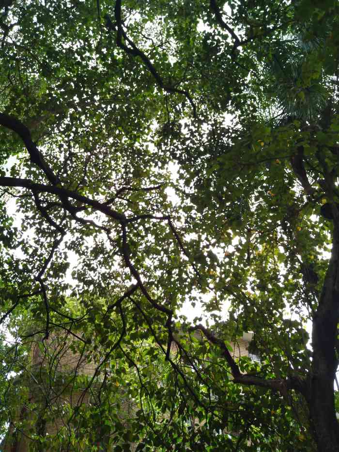 橄榄山 the hills-"东山口向来高品质的咖啡厅多,这家大概是我.