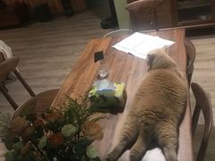 -东方名猫馆·英短金渐层布偶猫舍(环线广场1号楼店)