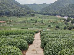 -龙坞茶村