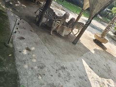-深圳野生动物园