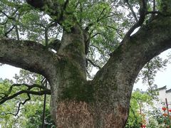 -新安江山水画廊风景区