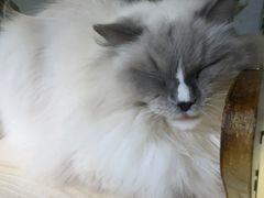 -豆逗聊愈猫阁Easy Life