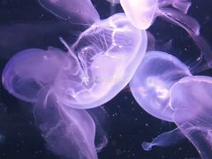 -悉尼海洋生物水族馆