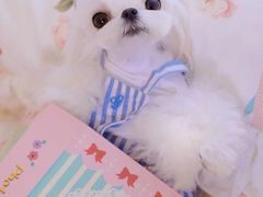 -萌宠之家·腊肠犬·马尔泰·小体犬舍