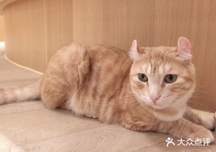 CAT’S MEWSTAR CAFE·喵星球猫屋(晴湾咖啡店)图片