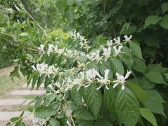 -黑龙江省森林植物园