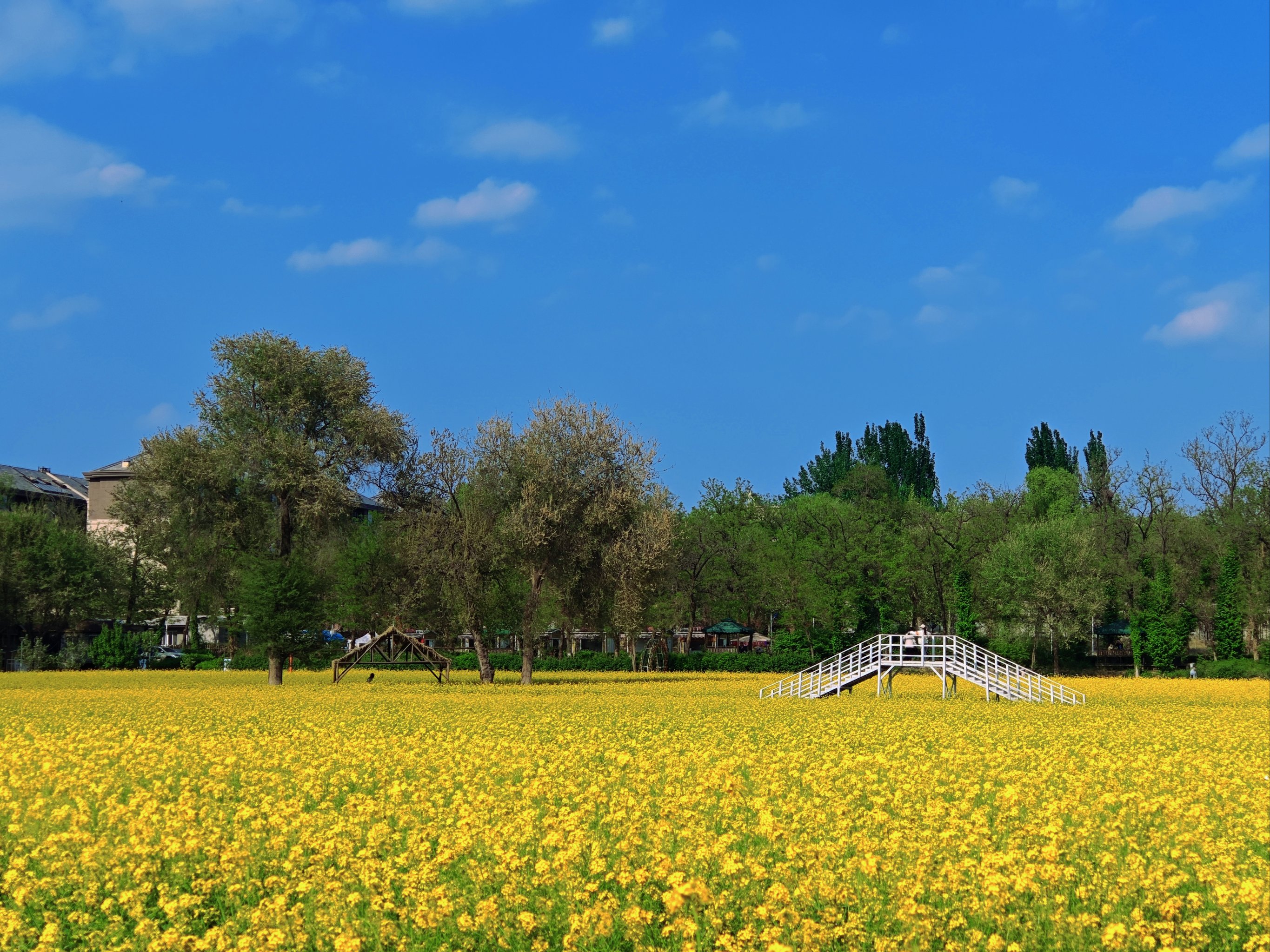 北京房山怪村油菜花图片