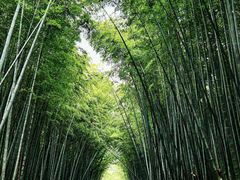-同里国家湿地公园