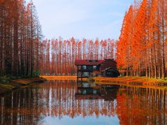 -黄海国家森林公园