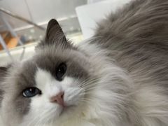 -喵的天空名猫咖啡馆·撸猫·猫舍·用品