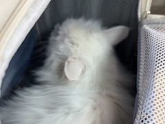 -中农大我爱我爱动物医院·核磁CT·猫病·24小时夜诊中心(石佛营店)
