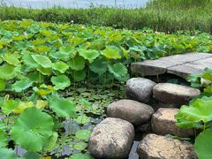 -宁波杭州湾国家湿地公园