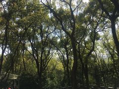 -上海佘山国家森林公园西佘山园