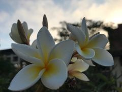 -西双版纳融创皇冠假日度假酒店