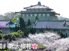 -武汉大学-樱园