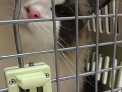 -瑞派康怡24h宠物医院·犬猫医疗中心·微创绝育(瑞景分院)