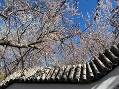 -桃花堤公园