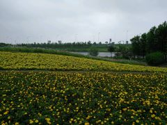 -杭州湾海上花田景区