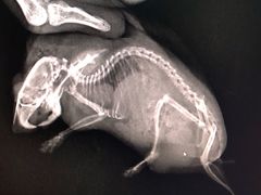 -爱侣宠医·鹦鹉专科·小型哺乳类·异宠专科(灵石路店)