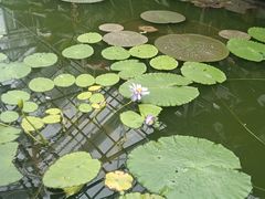 -国家植物园南园