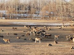 -北京麋鹿生态实验中心