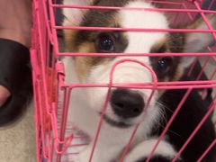 -宠颐生汉谟拉比宠物医院