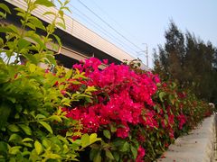 -宝安西湾红树林湿地公园