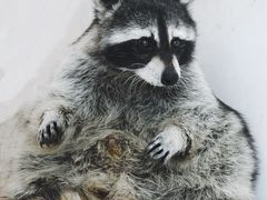 -浣熊柯尔鸭土拨鼠·电玩咖