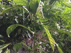 -万源龙顺度假庄园生态观光园