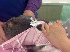 -北京观赏动物医院·24小时大型综合·猫专科·异宠专科