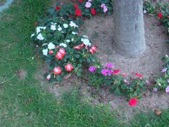 -三亚亚龙湾凯莱仙人掌度假酒店