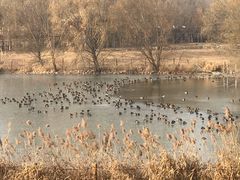 -北京麋鹿生态实验中心