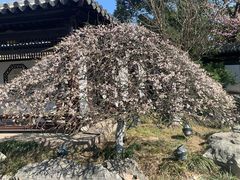 -常熟方塔园