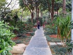 -金花茶公园