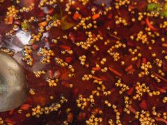 -味之绝热血美蛙鱼火锅(中坝店)