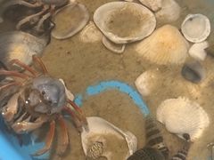 -红树林天天赶海
