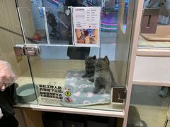 -屋虎猫馆(宝安大仟里店)