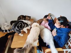 -李小姐の猫咖啡馆(五角场店)