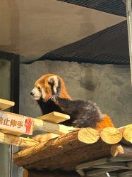 点击看大图 -Zoolung Zoolung动物主题公园(海信广场店)