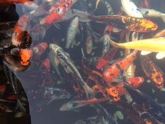 iphone_upload_pic-中国唐苑